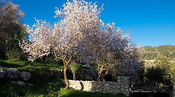 Almonds everywhere!